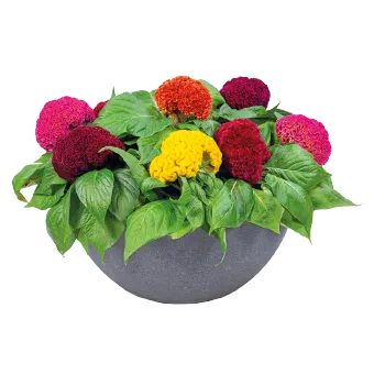 Celosia Cristata Brainiac Mix Flower Seeds