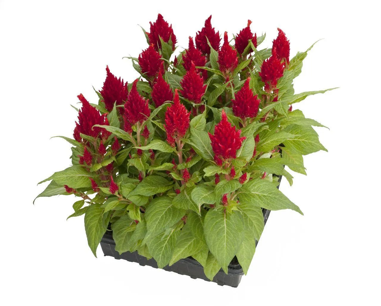 Celosia Plumosa Glorious Red Flower Seeds