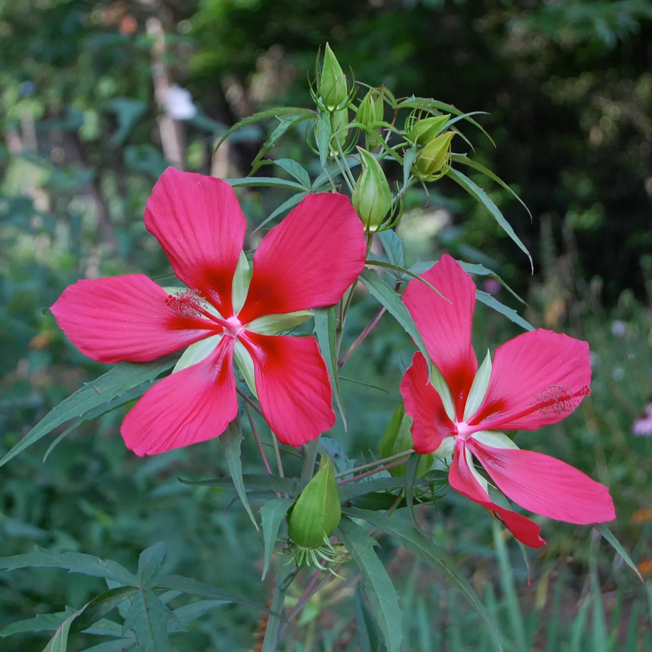 Great Red Hibiscus Seeds (Hibiscus coccineus)