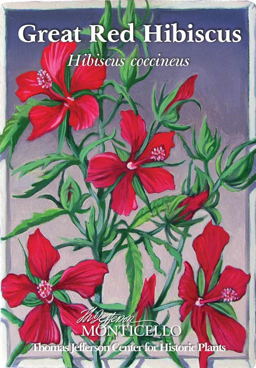 Great Red Hibiscus Seeds (Hibiscus coccineus)