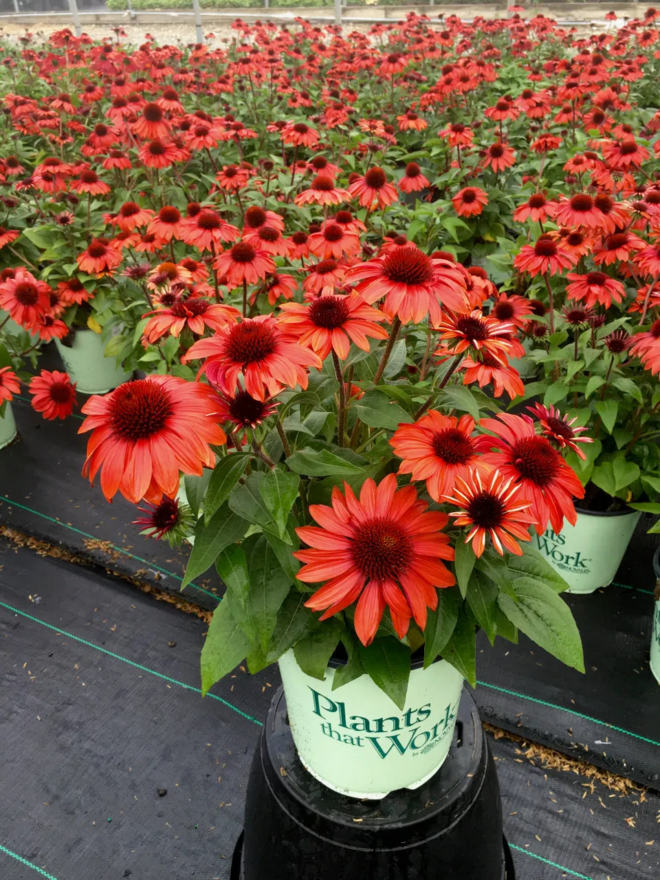 Sangrita Sombrero® Coneflower